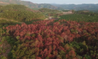 Thủ tướng chỉ đạo làm rõ vụ 10 héc ta rừng thông bị đầu độc
