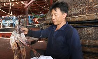 Ngư dân Quảng Nam “khóc ròng” vì gần 1.000 tấn mực khô ứ đọng