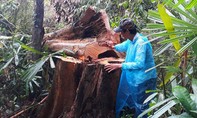 Hàng loạt cây cổ thụ trong rừng ở huyện Bắc Trà My bị đốn hạ