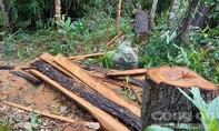 Gia Lai: Có 2 chốt bảo vệ, rừng vẫn bị phá