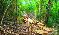 Điều tra vụ khai thác trái phép gần 85m3 gỗ cổ thụ trong rừng