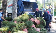 Hoa Tết ế, người bán ngậm ngùi vứt lên xe rác tiêu hủy 500 chậu cúc mâm xôi