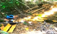 Liều lĩnh khai thác gỗ cổ thụ ở Măng Đen