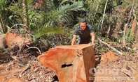 Vụ phá rừng cổ thụ Măng Đen: Khởi tố 4 đối tượng