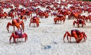 Hàng chục triệu con cua đỏ di cư từ rừng xuống biển để đẻ trứng