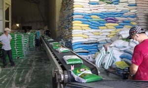 20 tấn gạo thơm Sóc Trăng 25 xuất khẩu sang Canada ngày cuối năm