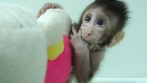 Chú khỉ Zhong Zhong được sinh ra từ công nghệ nhân bản vô tính - Ảnh: Chinise Academy of Sciences