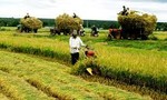 Bảo hiểm nông nghiệp: Góp phần giữ vững an ninh lương thực