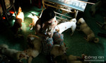 Người phụ nữ sống một mình, 22 năm qua nhận nuôi gần trăm con chó Nhật vô chủ