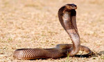 Cháu bé 7 tuổi mồ côi cha mẹ bị rắn độc cắn suýt chết