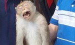 Con khỉ cụt chân tấn công nhiều người ở TPHCM đã được kiểm lâm cứu hộ