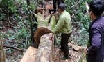 Lâm Đồng: Khởi tố 14 bị can vụ phá rừng dổi