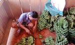 Người dân Trà Leng thu hoạch nông sản ủng hộ nhân dân TPHCM