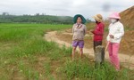 Quảng Ngãi: Nông dân không thể canh tác vì đất từ nhà máy gạch tràn ra vùi lấp ruộng