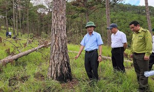 Hành trình truy bắt nhóm phá rừng thông lớn nhất từ trước đến nay tại Đà Lạt